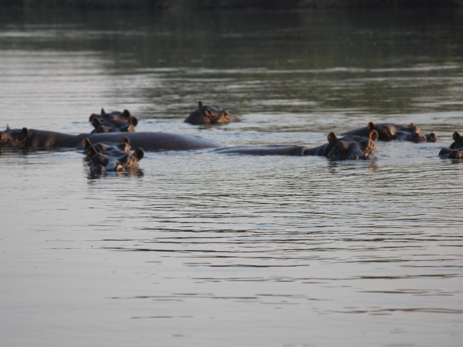 Ndhovu Safari Lodge Mahango Eksteriør billede